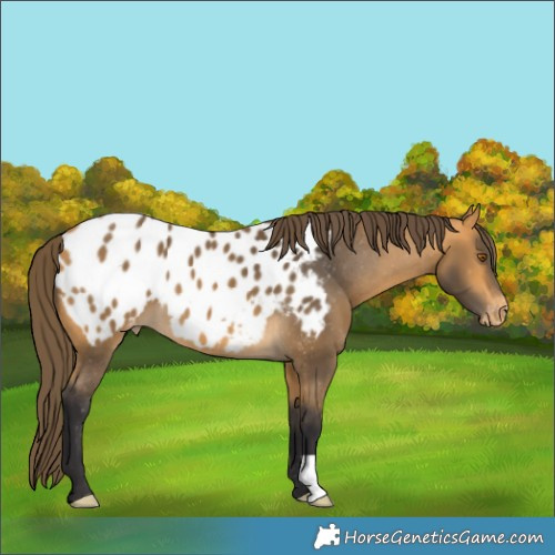 Horse Color:Buckskin Appaloosa 