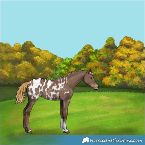 Horse Color:Liver Red Dun Tobiano Appaloosa Rabicano 
