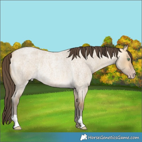 Horse Color:Sable Cream Champagne Roan Dun Rabicano 