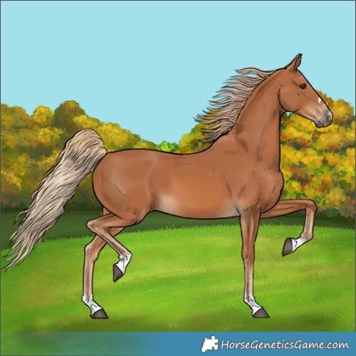 Horse Color:Chestnut 