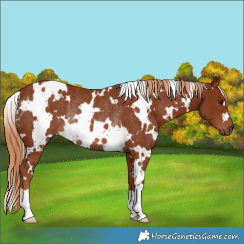 Horse Color:White Spotted Chestnut Rabicano 