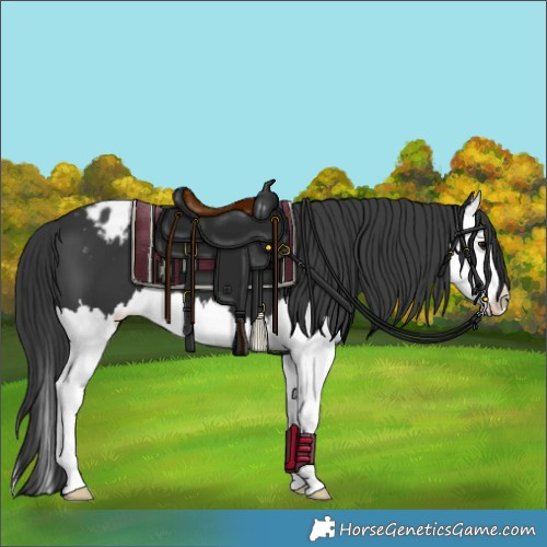 Horse Color:Black Splash Blanket 