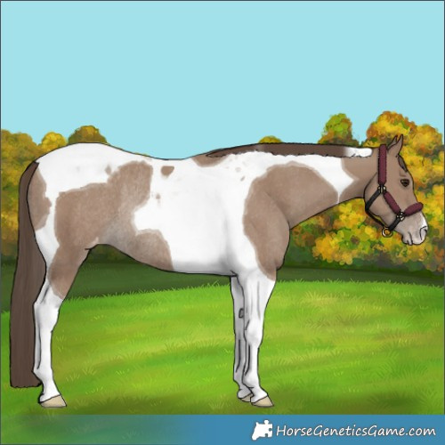 Horse Color:Classic Champagne Tobiano Blanket Rabicano 