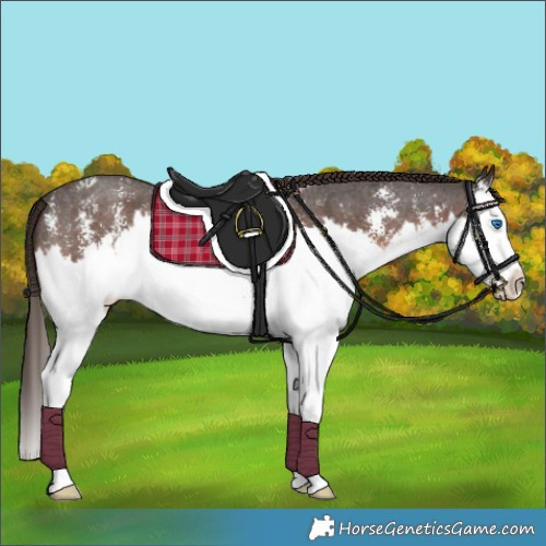Horse Color:Liver Chestnut Sabino Splash