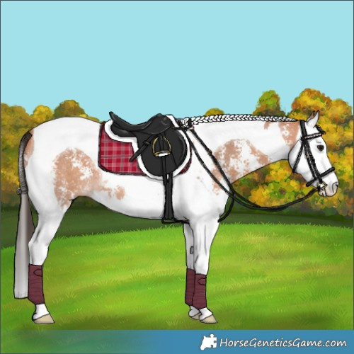 Horse Color:Bay Mushroom Sabino Splash Tobiano