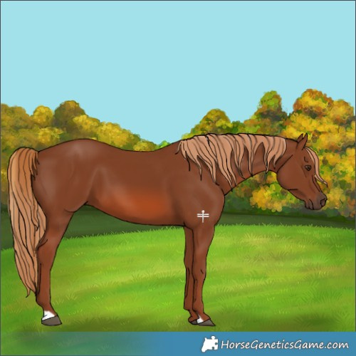 Horse Color:Chestnut 