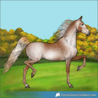 Horse Color:Gray Chestnut