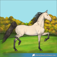Horse Color:Buckskin Dun 