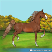Horse Color:Chestnut 