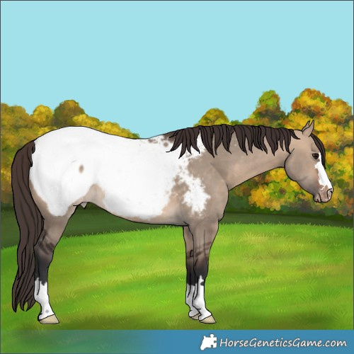 Horse Color:Bay Dun Appaloosa 