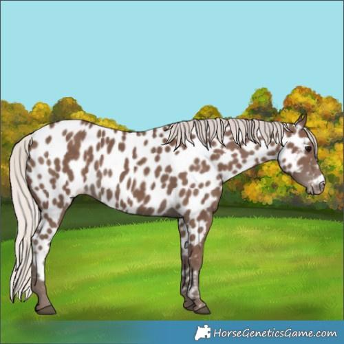 Horse Color:Silver Black Appaloosa
