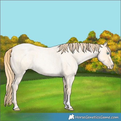 Horse Color:Buckskin Roan Pearl 