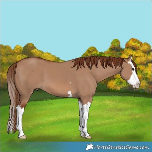 Horse Color:Red Dun Splash 