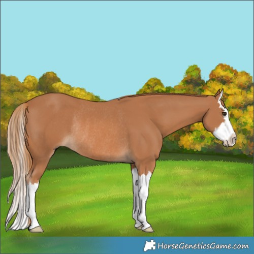 Horse Color:Chestnut Splash Rabicano 