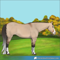 Horse Color:Bay Dun Splash