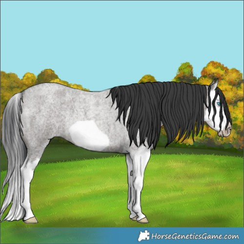 Horse Color:Grullo Roan Splash Frame Rabicano 