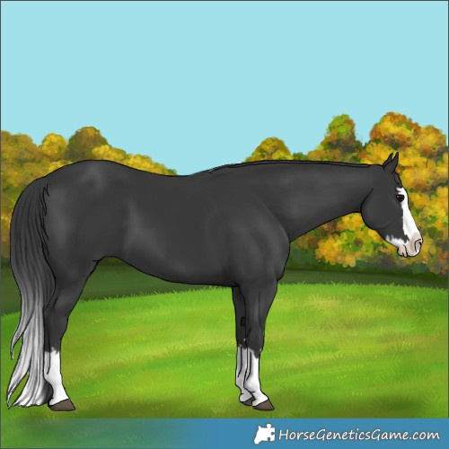 Horse Color:Black Splash 