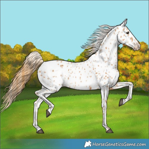 Horse Color:Chestnut Near Leopard 