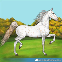 Horse Color:Chestnut Appaloosa 