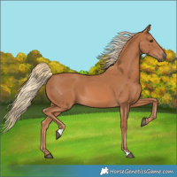 Horse Color:Chestnut 