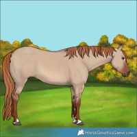 Horse Color:Red Dun