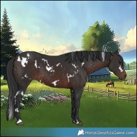 Horse Color:White Spotted Bay