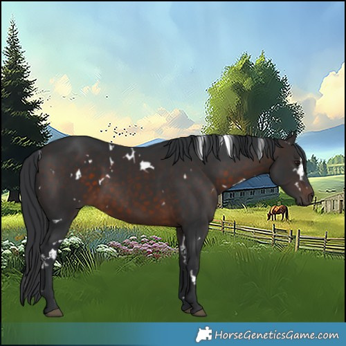Horse Color:White Spotted Brown