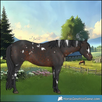 Horse Color:White Spotted Brown 