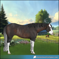 Horse Color:Bay Splash Rabicano 