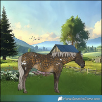 Horse Color:White Spotted Silver Buckskin Rabicano 