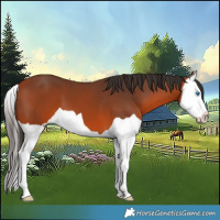 Horse Color:Bay Splash