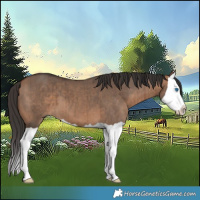 Horse Color:Bay Dun Splash Brindle