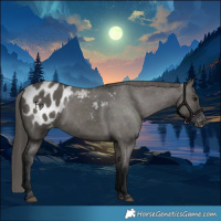 Horse Color:Grullo Appaloosa