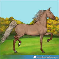 Horse Color:Red Dun 
