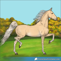 Horse Color:Palomino