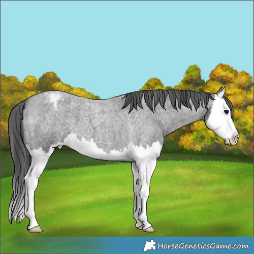 Horse Color:Blue Roan Splash Varnish 
