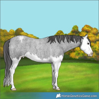 Horse Color:Blue Roan Splash Varnish 