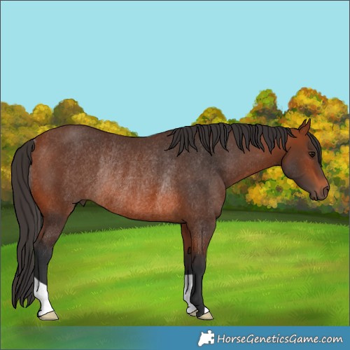 Horse Color:Bay Rabicano 