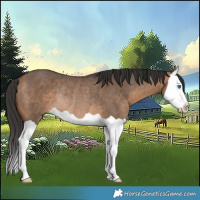 Horse Color:Bay Dun Splash Rabicano 