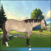 Horse Color:Buckskin Dun Brindle 