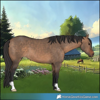 Horse Color:Bay Dun