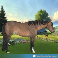 Horse Color:Brown Dun 
