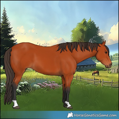 Horse Color:Bay 