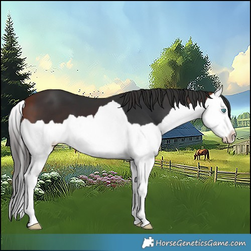 Horse Color:Bay Splash 