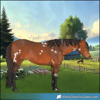 Horse Color:White Spotted Bay Rabicano 
