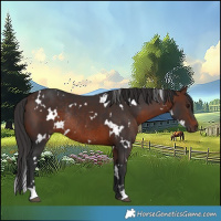Horse Color:White Spotted Brown Rabicano