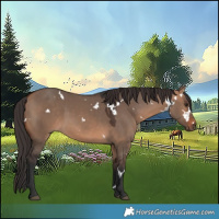 Horse Color:White Spotted Bay Dun Rabicano 