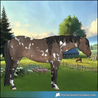 Horse Color:White Spotted Brown Dun Rabicano 