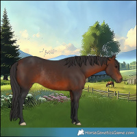 Horse Color:Brown Rabicano 
