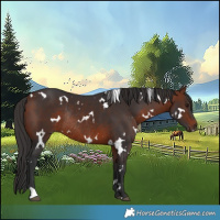 Horse Color:White Spotted Bay Rabicano